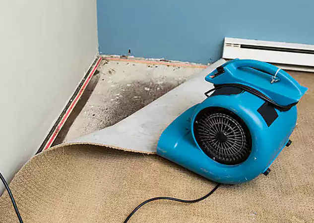 Your Water Damage Experts in Ellijay, GA
