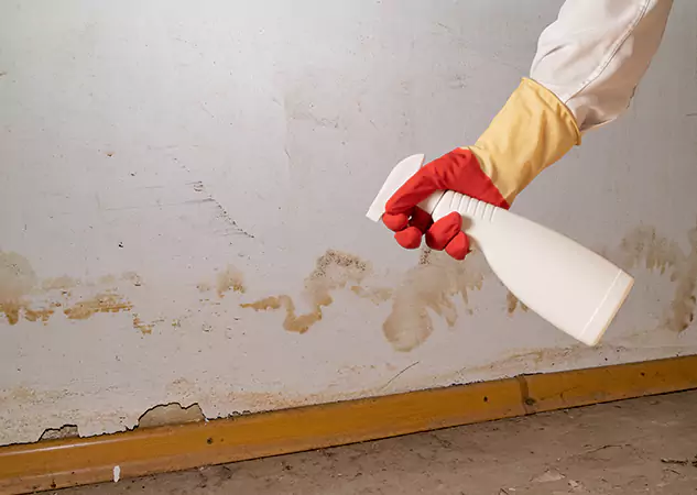Your Water Restoration and Mold Remediation Specialists in Ellijay, GA