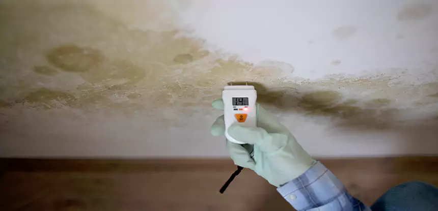 Emergency Mold Remediation in Ellijay