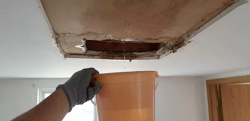 Ceiling Mold Repair Ellijay