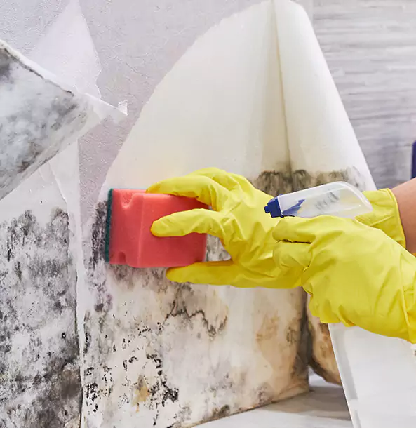 Why Ellijay Trusts Ellijay Restoration Pro for Mold and Water Restoration?