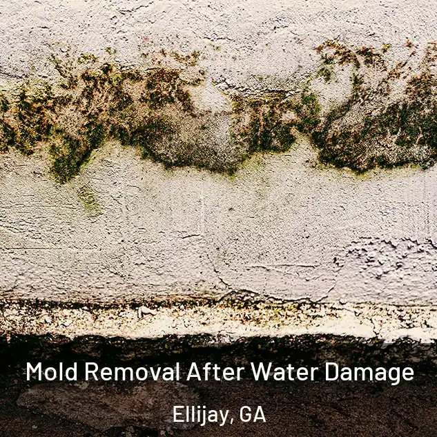  Mold Removal After Water Damage Ellijay, GA